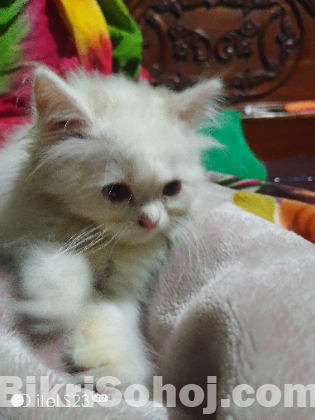 Persian cat